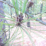 red pine