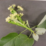Flowers of an American basswood