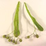 Fruit of an American basswood