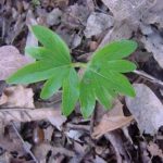 Form of an American basswood
