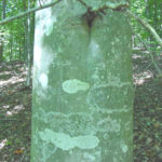 Bark of an American beech