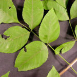 Blue Ash Leaves
