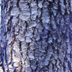 bark of a black cherry