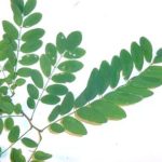 Leaves of a black locust