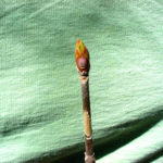 Twig and bud of a yellow buckeye