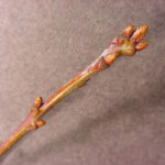 Twig and buds of a chestnut oak