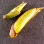 Fruit of an Eastern cottonwood