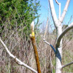 Twigs and buds of a cucumber magnolia