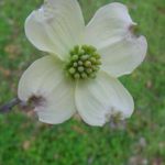 Flower of a flowering dogwood