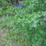 Silvics for fragrant sumac