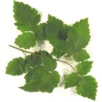 Leaves of a fragrant sumac
