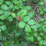 Leaves of an American holly
