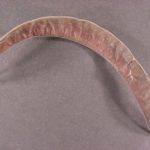 Fruit of a honeylocust