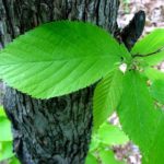 Leaves of an Eastern hophornbeam