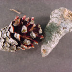 Cone of a jack pine