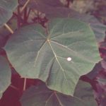 Distinguishing characteristics of a royal paulownia