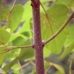 Bark for a royal paulownia