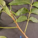 Leaves of a pecan