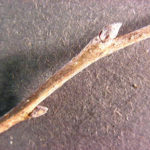 Twig and buds of a common persimmon