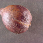 Fruit of a pignut hickory