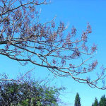 Flowers and fruit of a royal paulownia