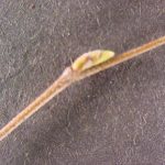 Twig and buds of a river birch