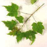 Leaves of a red maple