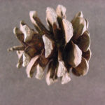 Cone of a red pine