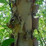 Bark of a river birch