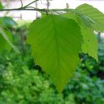 Leaves of a river birch