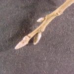 Twigs and buds of a sawtooth oak