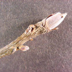 Twig and buds of a shagbark hickory