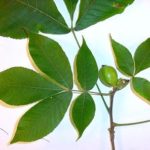 Leaves of a shagbark hickory