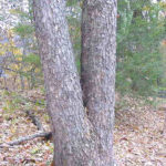 Bark of a silverbell