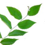 slippery elm leaves