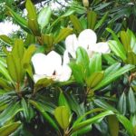 Flowers of a Southern magnolia