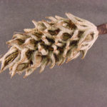 Fruit of a Southern magnolia