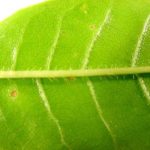 Distinguishing characteristics for a sourwood