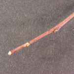 Twig and buds of a sourwood