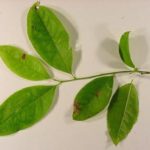 Leaves of a sourwood