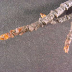 Twigs and buds of a sweetgum