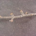 Distinguishing characteristics of a tamarack