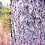 Bark of a tamarack