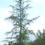 Form of a tamarack