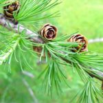 Cones of a tamarack