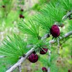 Another view of the needles of a tamarack