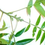 Leaves of a winged sumac