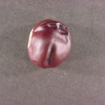 Fruit of a yellow buckeye