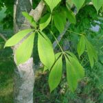 Leaves of a yellow buckeye