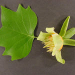 Flower of a yellow popular